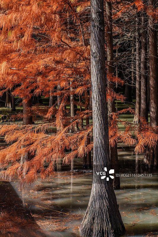 上海崇明岛西沙湿地公园图片素材