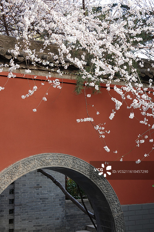 陕西省西安市莲湖区玉祥门广仁寺喇嘛庙：春天红墙山桃花盛开图片素材
