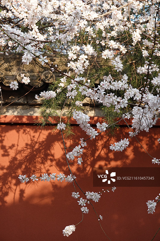 陕西省西安市莲湖区玉祥门广仁寺喇嘛庙：春天红墙山桃花盛开图片素材
