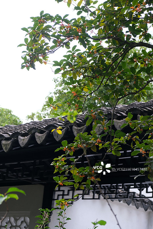 苏州留园 中式园林景观摄影素材 绿植橙红花果点缀 黑瓦飞檐镂空花纹建筑 白墙雅致清幽园林氛围图片素材