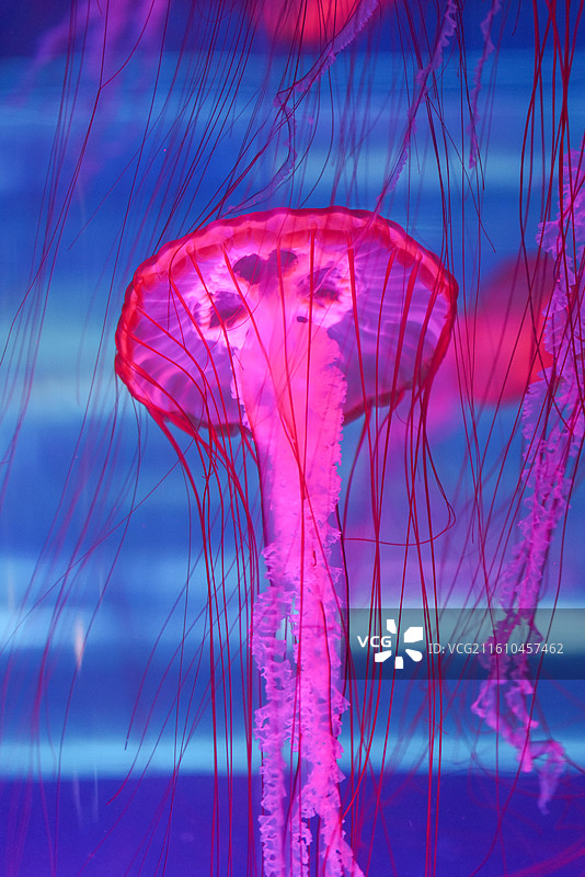 上海海昌海洋公园 水母图片素材