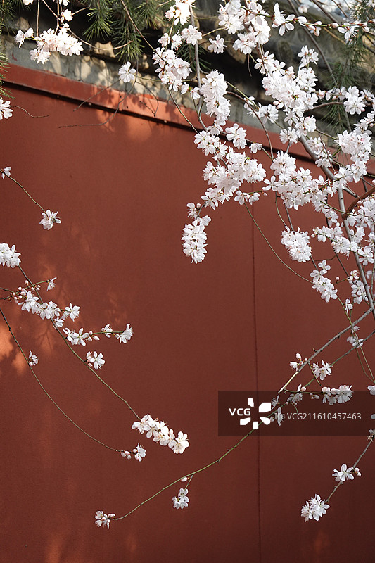 陕西省西安市莲湖区玉祥门广仁寺喇嘛庙：春天红墙山桃花盛开图片素材