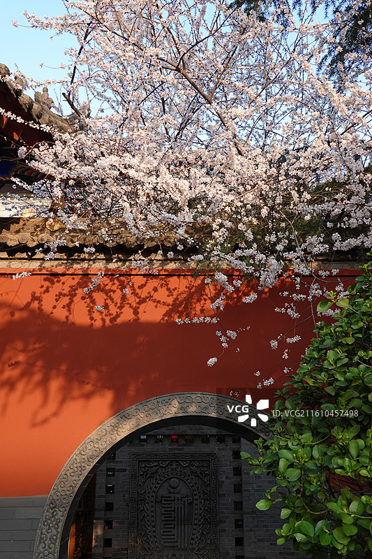 陕西省西安市莲湖区玉祥门广仁寺喇嘛庙：春天红墙山桃花盛开图片素材