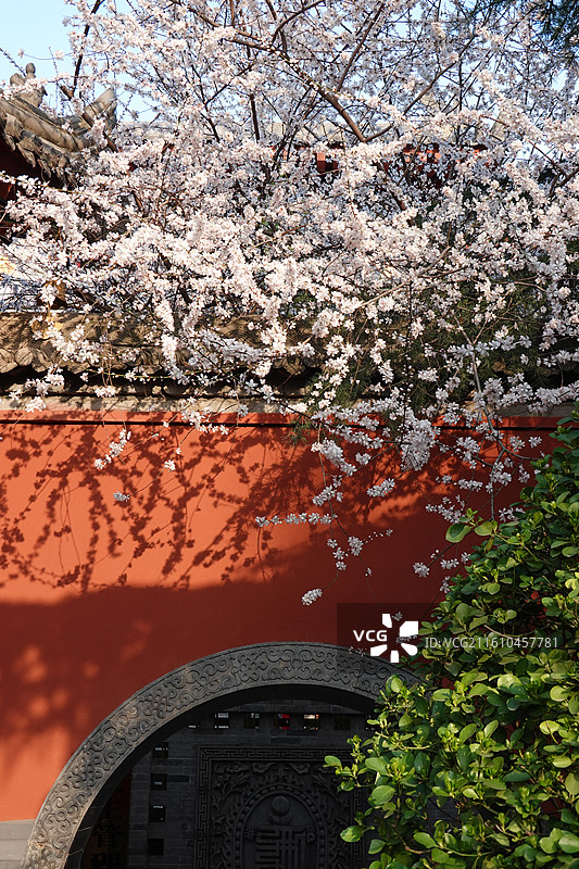 陕西省西安市莲湖区玉祥门广仁寺喇嘛庙：春天红墙山桃花盛开图片素材