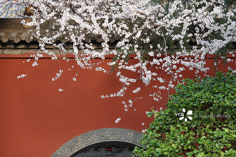 陕西省西安市莲湖区玉祥门广仁寺喇嘛庙：春天红墙山桃花盛开图片素材