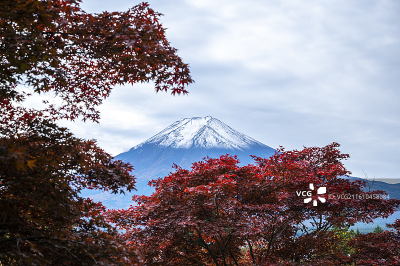 日本富士河口湖町，秋天吉田市新仓山浅间公园远眺富士山，红叶，枫叶，五重塔，鸟居图片素材