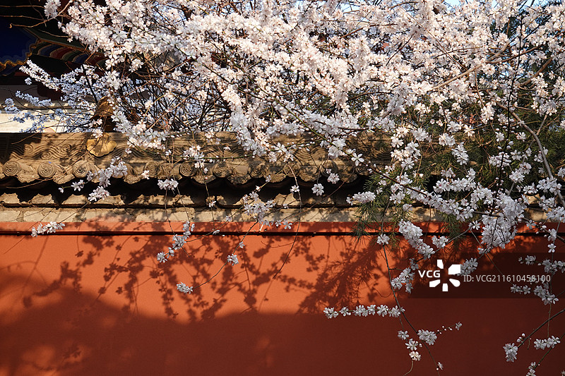 陕西省西安市莲湖区玉祥门广仁寺喇嘛庙：春天红墙山桃花盛开图片素材