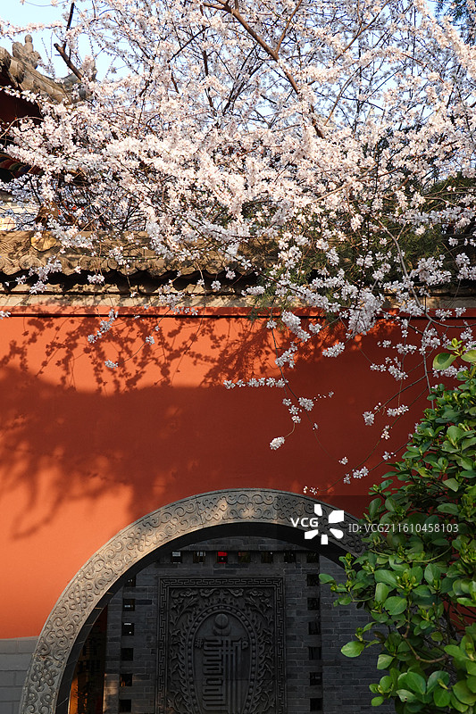 陕西省西安市莲湖区玉祥门广仁寺喇嘛庙：春天红墙山桃花盛开图片素材
