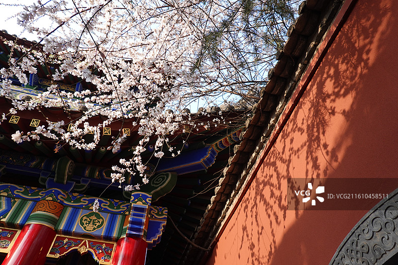 陕西省西安市莲湖区玉祥门广仁寺喇嘛庙：春天红墙山桃花盛开图片素材