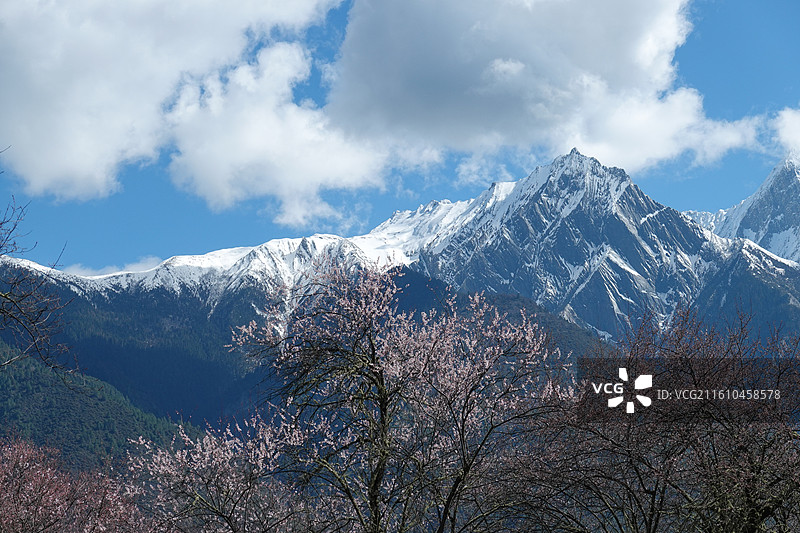 西藏林芝市波密县波密桃花沟桃花雪山：林芝桃花节图片素材