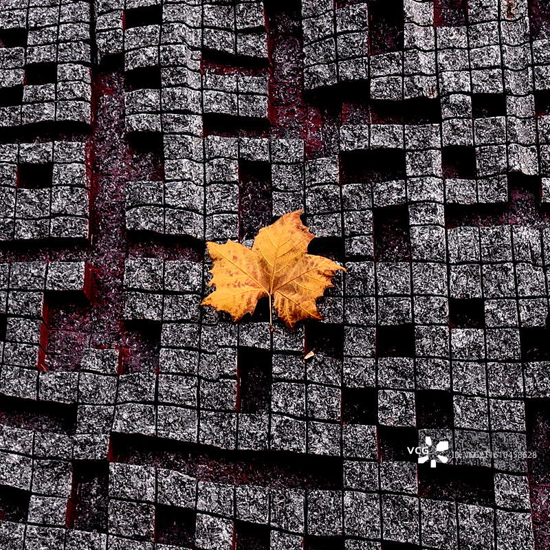 长沙洋湖，秋叶落，初冬临。图片素材