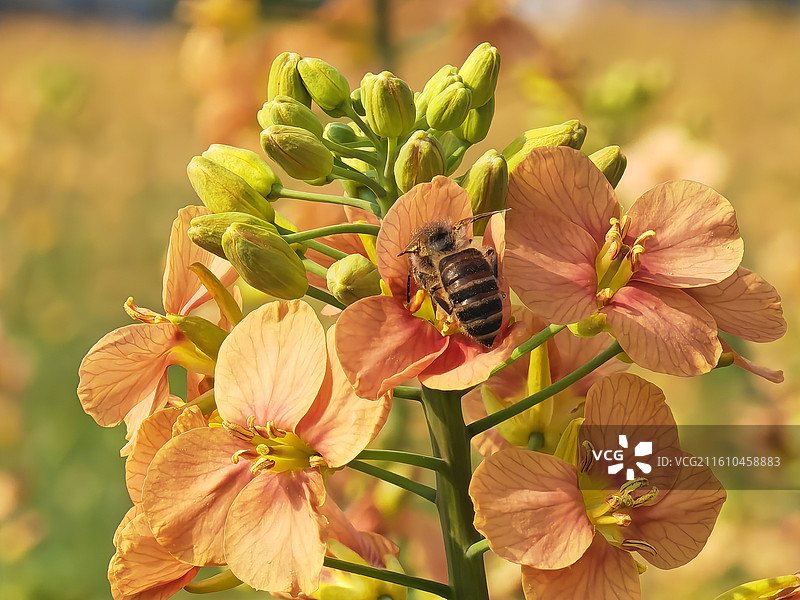 春天里的油菜花图片素材