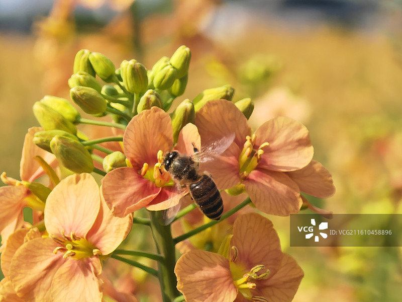 春天里的油菜花图片素材