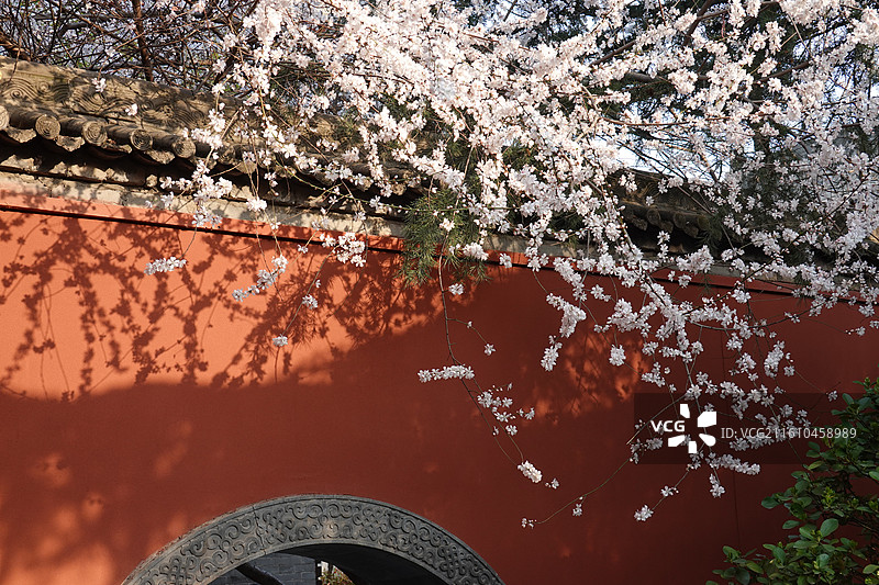 陕西省西安市莲湖区玉祥门广仁寺喇嘛庙：春天红墙山桃花盛开图片素材