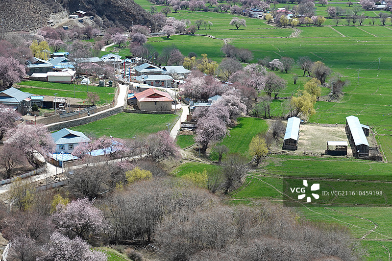 西藏林芝市波密县波密桃花沟桃花雪山：林芝桃花节图片素材