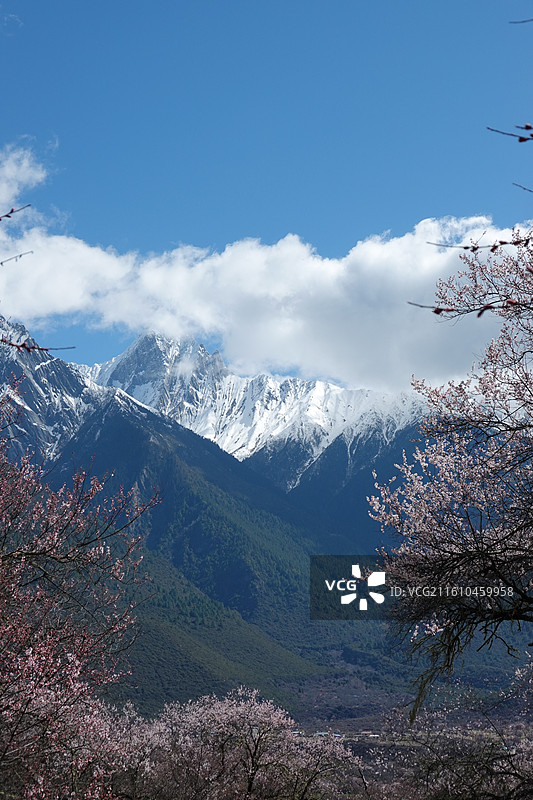 西藏林芝市波密县波密桃花沟桃花雪山：林芝桃花节图片素材