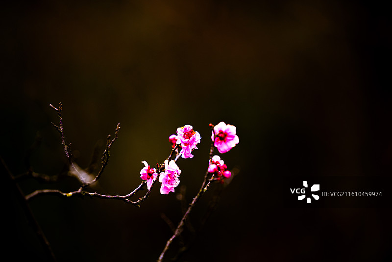 美人梅：冬春交替时节，昆明郊野公园的美人梅是最惹人的。游客络绎不绝，观者甚众。图片素材