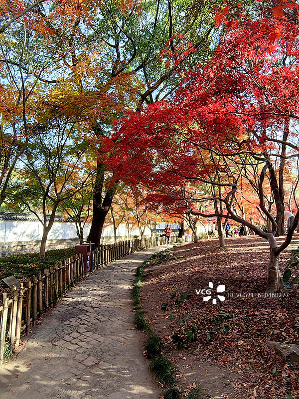 上海市，嘉定区，秋霞圃图片素材