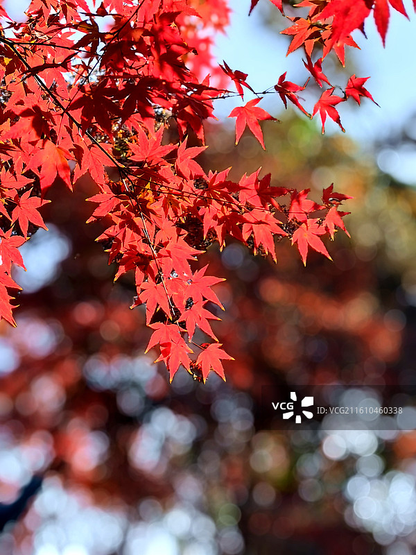 上海市，嘉定区，秋霞圃图片素材