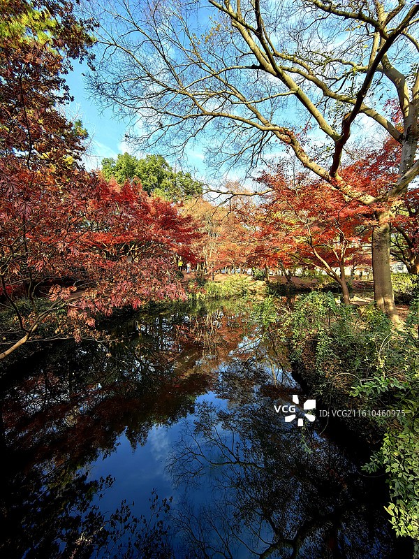 上海市，嘉定区，秋霞圃图片素材