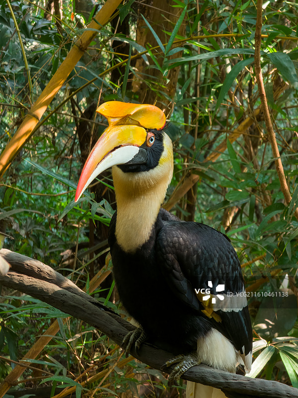 广州 长隆野生动物世界 青龙山 犀鸟图片素材