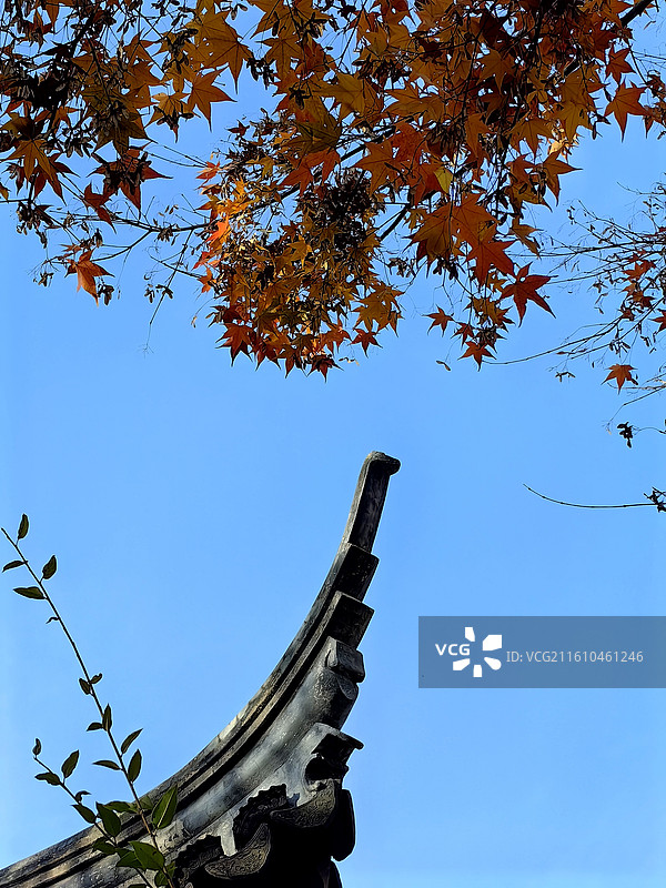 上海市，嘉定区，秋霞圃图片素材