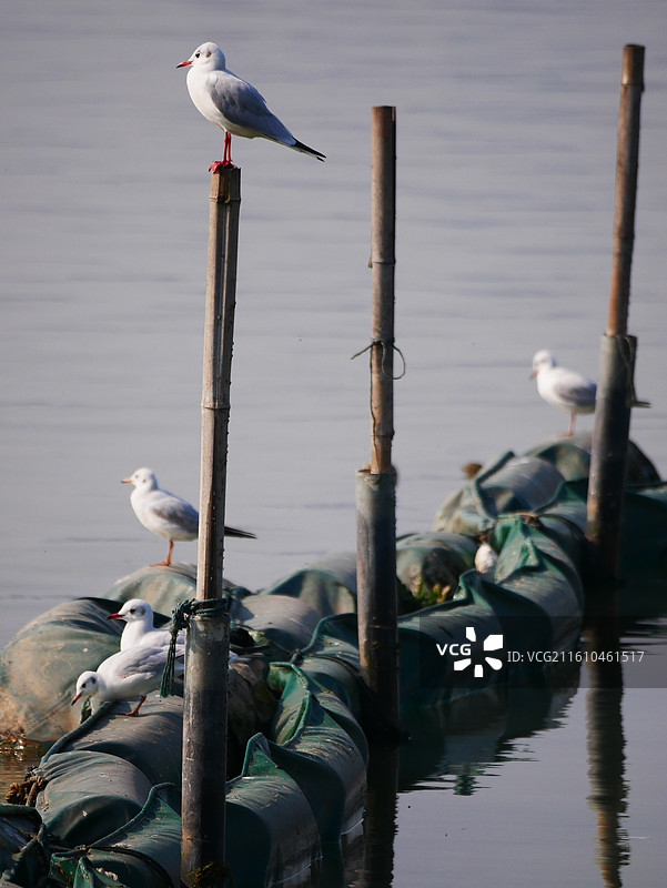 红嘴鸥图片素材