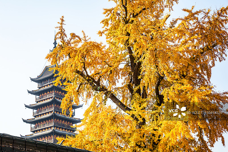 常熟方塔园秋季银杏黄图片素材