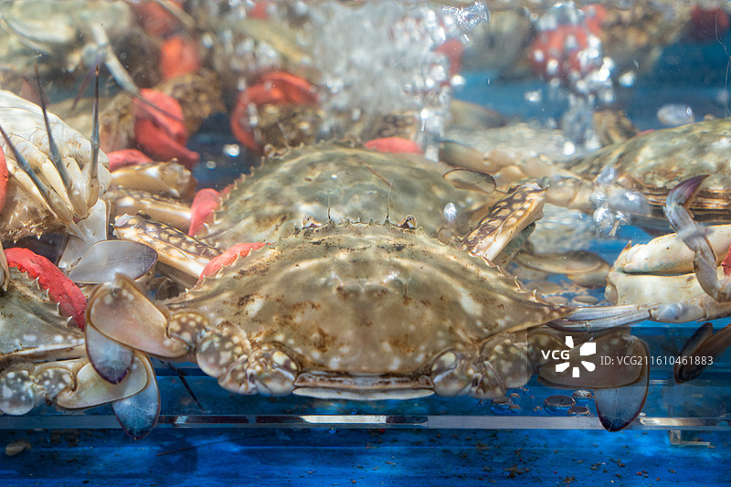 水池里的梭子蟹图片素材