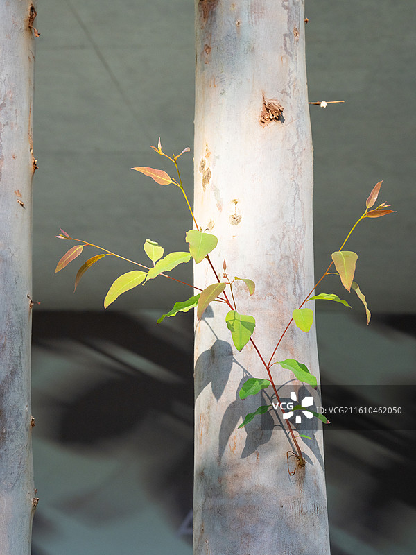 花都九龙湖阿那亚的桉图片素材