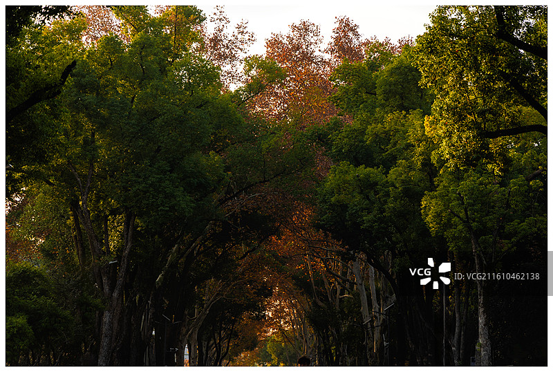 校园森林 拍摄于华中师范大学，主干道的梧桐已有近百年历史，与校史同龄增轮。图片素材