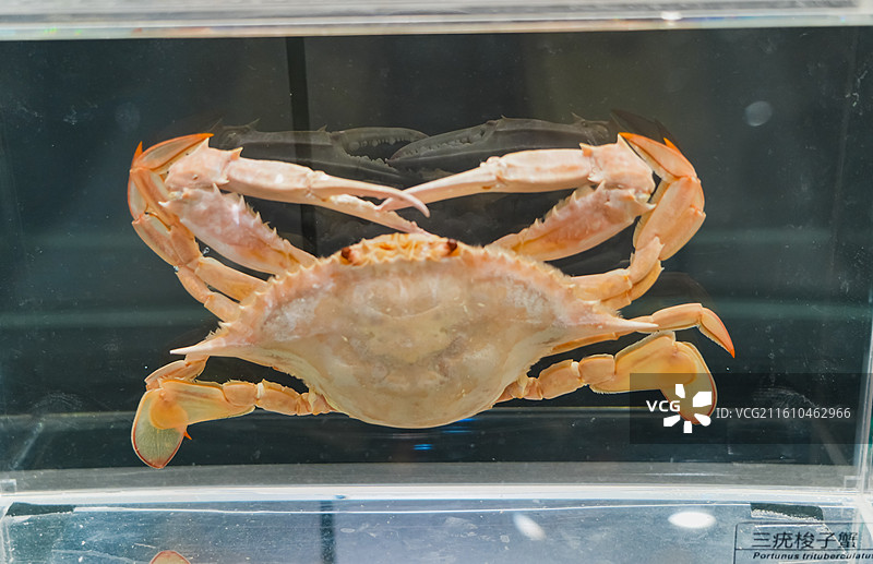 三疣梭子蟹  螃蟹 中国海洋大学海洋生物博物馆馆藏标本图片素材