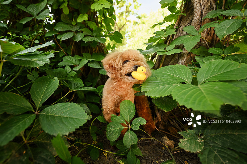 茂密树叶下的贵宾犬图片素材