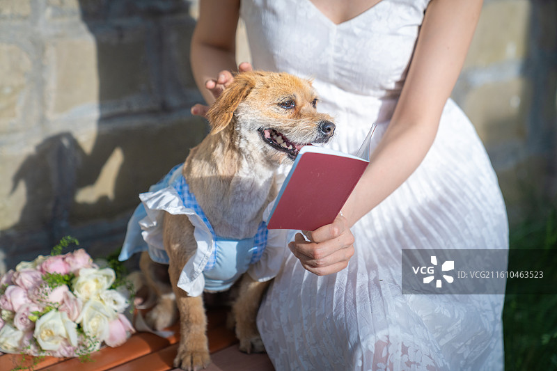 小狗 见证爱情 领证 结婚证 婚纱图片素材