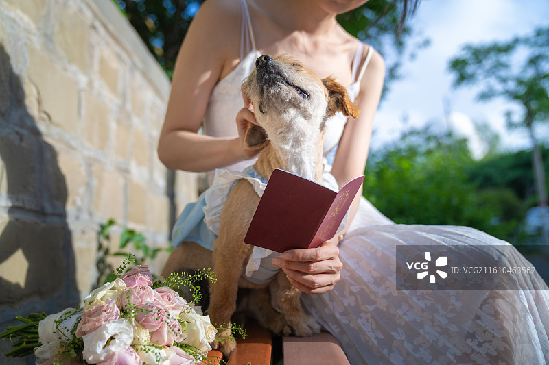 小狗 见证爱情 领证 结婚证 婚纱图片素材