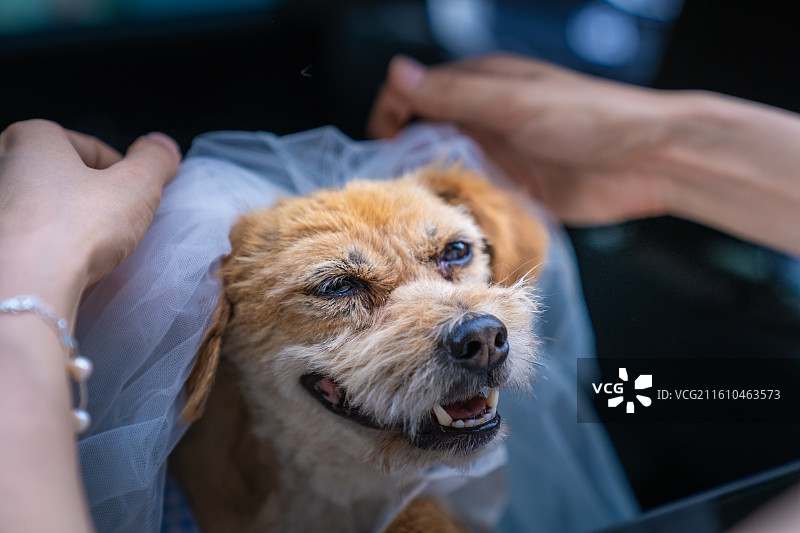 小狗 见证爱情 领证 结婚证 婚纱图片素材