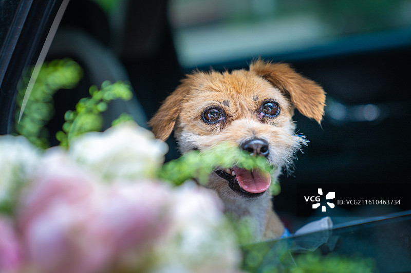 小狗 见证爱情 领证 结婚证 婚纱图片素材