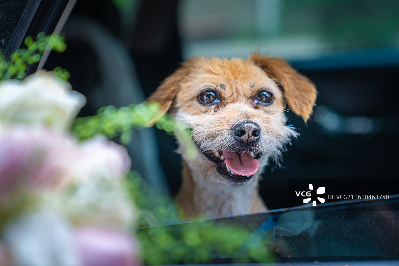 小狗 见证爱情 领证 结婚证 婚纱图片素材