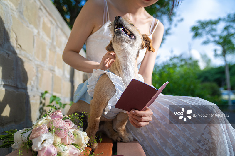 小狗 见证爱情 领证 结婚证 婚纱图片素材