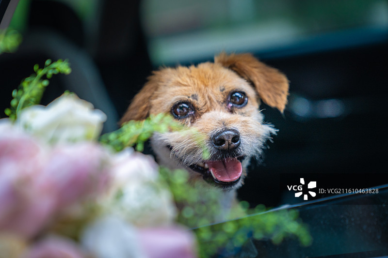小狗 见证爱情 领证 结婚证 婚纱图片素材