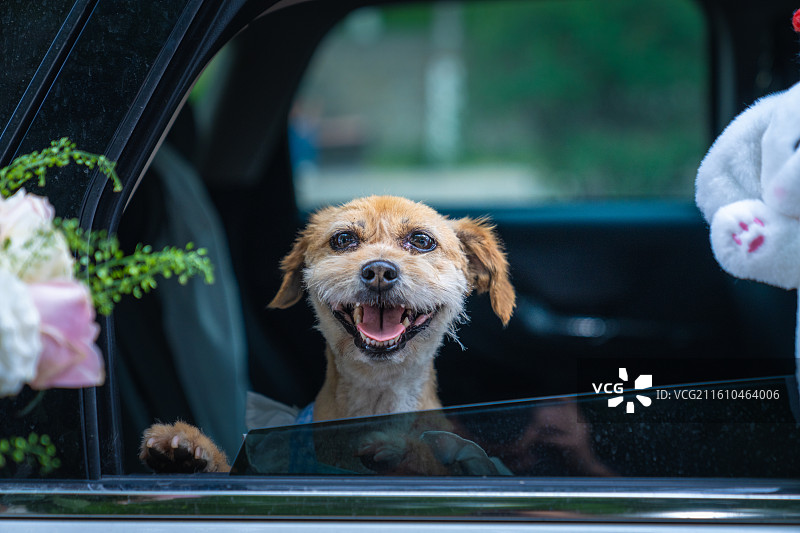 小狗 见证爱情 领证 结婚证 婚纱图片素材