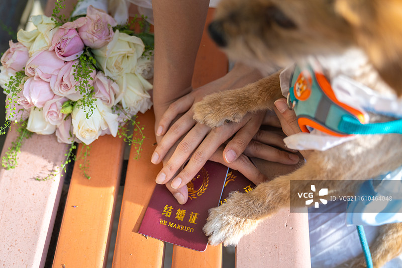 小狗 见证爱情 领证 结婚证 婚纱图片素材