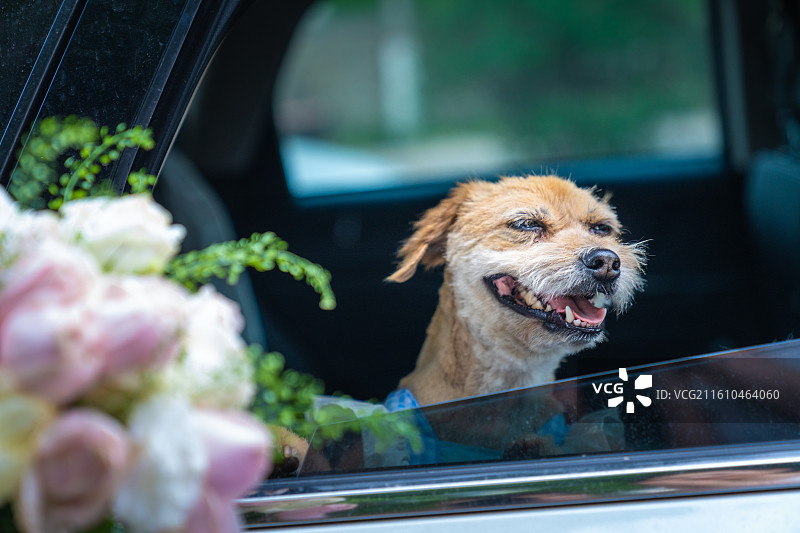 小狗 见证爱情 领证 结婚证 婚纱图片素材