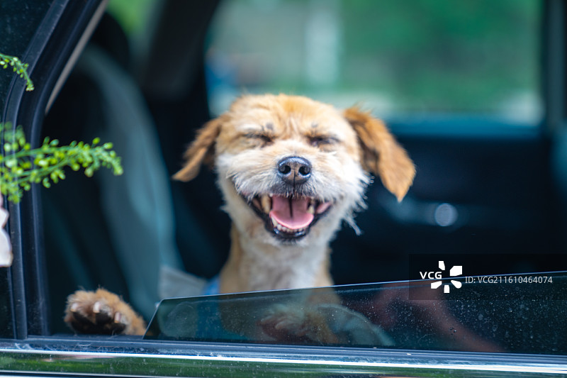 小狗 见证爱情 领证 结婚证 婚纱图片素材