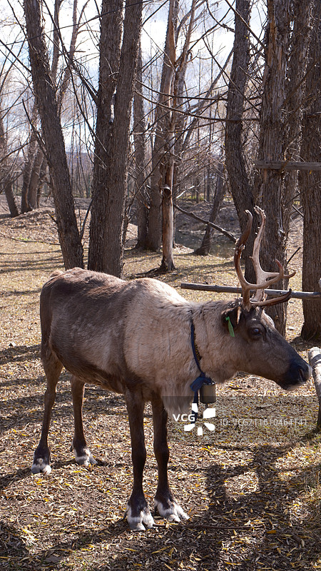 内蒙古呼伦贝尔根河市野生树林间的 驯鹿图片素材