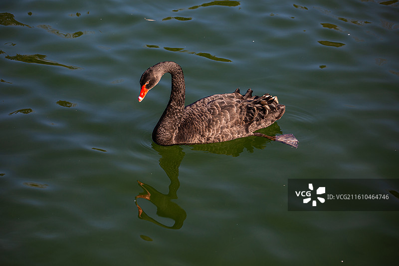 颐和园冬雪逢奇景，金光穿洞入画来图片素材