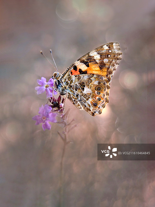 时光微醺图片素材