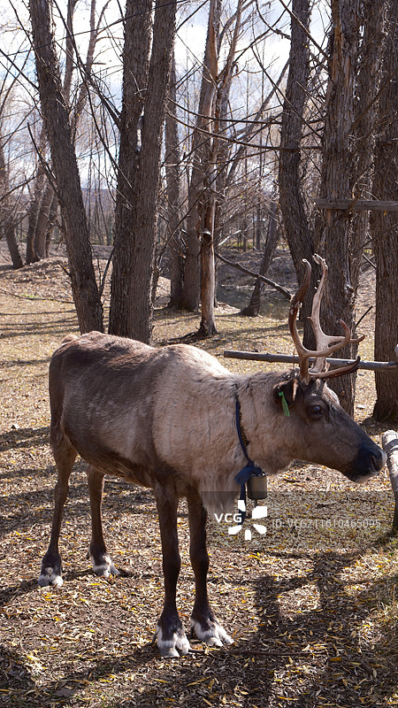 内蒙古呼伦贝尔根河市野生树林间的 驯鹿图片素材