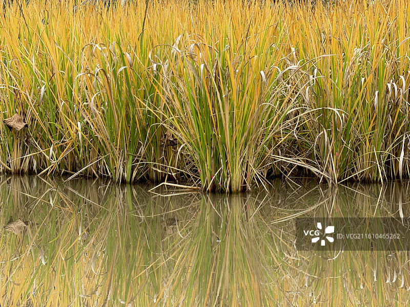 重庆广阳岛湿地里的芦苇草风景图片素材