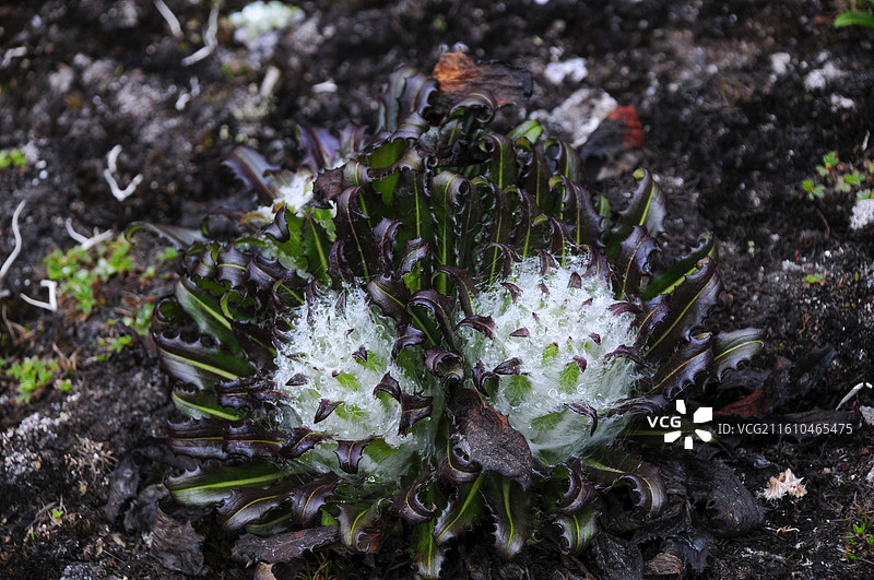 西藏珠峰东坡雪线上雪莲花雪兔子图片素材